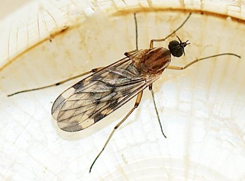 Sylvicola cinctus